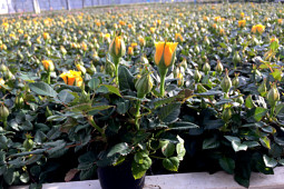 Roses Forever - Pot roses - Roses Forever® Hot Yellow™ in production - tiny 6 cm pots