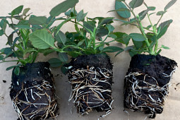 Roses Forever - Young plants - Rooted cuttings Ø30mm