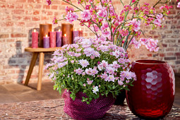 Gediflora