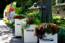Kientzler Jungpflanzen - Plant combinations