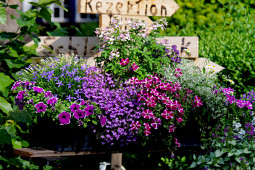 Kientzler Jungpflanzen - window box with annual plants
