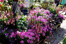 Kientzler Jungpflanzen - Petunia Raspberry Star with Digitatis and Verbena VEPITA