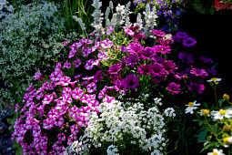 Kientzler Jungpflanzen - Osteospermum SUMMERSMILE 'Magenta'