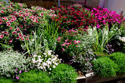 Kientzler Jungpflanzen - LillyRose with Dianthus SUMMER DIAMONDS