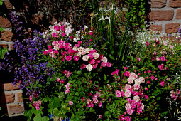 Kientzler Jungpflanzen - LillyRose in combinaion