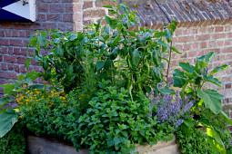 Kientzler Jungpflanzen - Kientzlers herbs