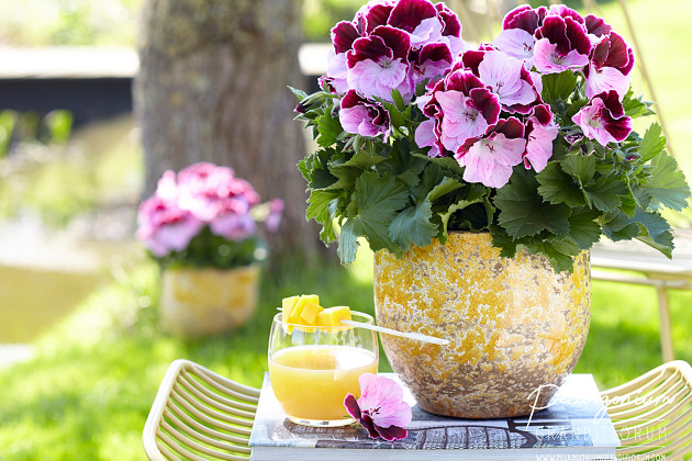 Hendriks Young Plants - Pelargonium Grandiflorum - Elegance Jeanette