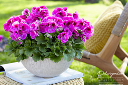 Hendriks Young Plants - Pelargonium Grandiflorum - Elegance Nicolette