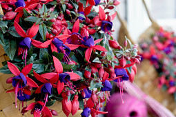 Hendriks Young Plants - Bella Fuchsia Sacha