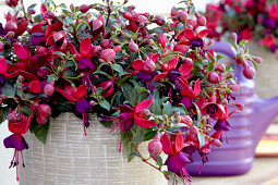 Hendriks Young Plants - Bella Fuchsia Soila