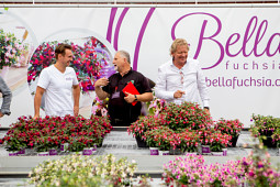 Hendriks Young Plants - Bella Fuchsia at Hendriks Young Plants