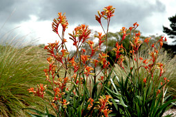 Marathon Plants - Anigozanthos Landscapers