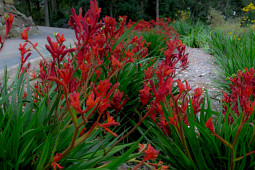 Marathon Plants - Anigozanthos bush Inferno