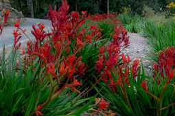 Marathon Plants - Anigozanthos bush Inferno