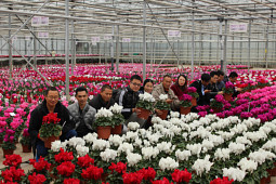 Varinova Operations BV - Cyclamen Trials 2018