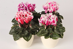 Varinova Operations BV - Picola Shine mix 7 cm