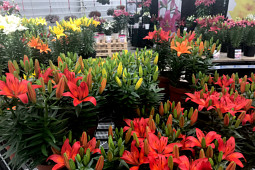 VWS Export - Import of Flowerbulbs - Flowertrials 2018