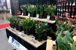 VWS Export - Import of Flowerbulbs - Flowertrials 2018