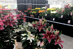 VWS Export - Import of Flowerbulbs - Flowertrials 2018