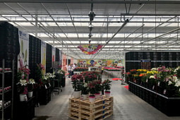 VWS Export - Import of Flowerbulbs - Flowertrials 2018