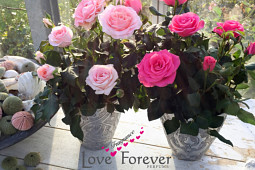 Roses Forever - Pot roses - Love Fragrance Forever®