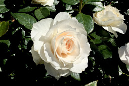 Roses Forever - Plant’n’relax® Royal Diva™