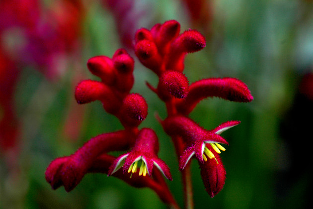 Marathon Plants - Anigozanthos flower