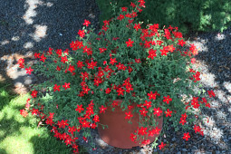 Butterfly Garden - Jamesbrittenia 'Ne:ON® Heart'