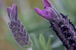 Butterfly Garden - Lavandula stoechas
