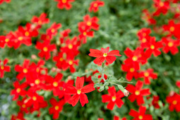 Butterfly Garden - Jamesbrittenia bergae 'Ne:ON Heart®'