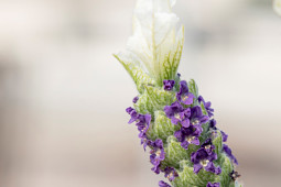 Butterfly Garden - Lavandula stoechas