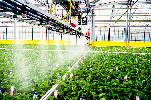 Decock Plants BVBA