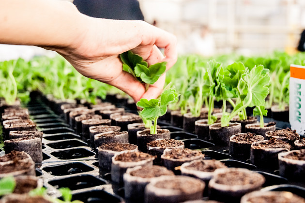 Decock Plants BVBA