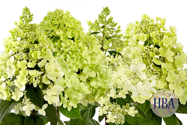 Agriom - Hydrangea paniculata Pan serie