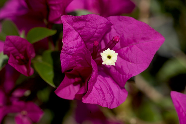 Agriom - Bougainvillea purple-De Wintertuin-Agriom