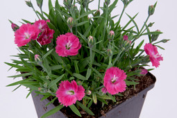 Armada Young Plants B.V. - Dianthus Diantini Splash®