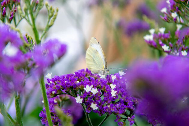 Royal Van Zanten - Limonium Salt Lake&reg;
