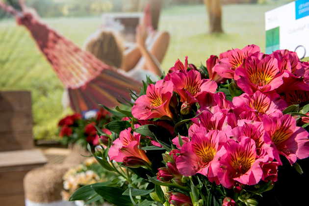 Royal Van Zanten - Colorita&reg;