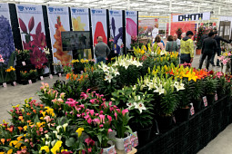 VWS Export - Import of Flowerbulbs - Flowertrials 2019