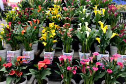 VWS Export - Import of Flowerbulbs - Flowertrials 2019
