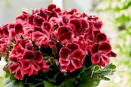 Hendriks Young Plants - Pelargonium Grandiflorum- Elegance Kate