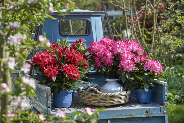 Hortinno by FlorAmor - Hortinno rhododendron: Xtra Large Flowers!