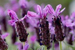 Butterfly Garden - 'Alexandra'
