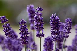 Butterfly Garden - 'Endless Joy®'