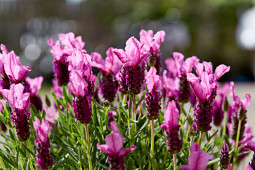 Butterfly Garden - 'Pink Summer imp.' NEW