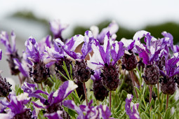 Butterfly Garden - 'Twin Summer' NEW 2020