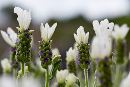Butterfly Garden - 'White Giant Summer Imp.'