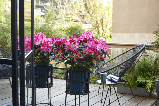 Hortinno by FlorAmor - Rhododendron XXL