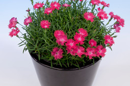 Armada Young Plants B.V. - Dianthus Diantini Flare®