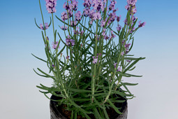 Armada Young Plants B.V. - Lavendel Jane®